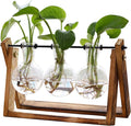 XXXFLOWER Plant Terrarium with Wooden Stand,